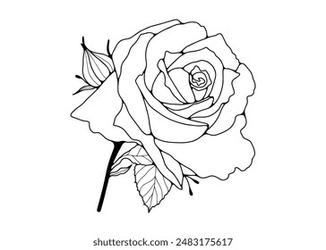 Hand drawn rose flower outline isolated on white background