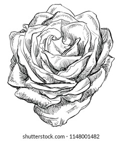 Hand drawn rose flower. Vector monochrome illustration isolated on white background.