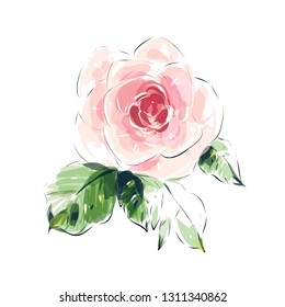 Hand drawn rose flower watercolor isolated on white background.