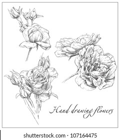 Hand drawn rose flowers