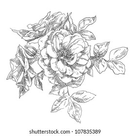 Hand drawn rose flowers