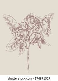 Hand drawn rose flowers