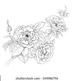 Hand drawn rose flowers