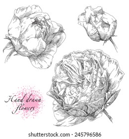 Hand drawn rose flowers