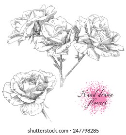 Hand drawn rose flowers