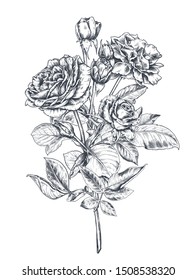 Hand drawn rose flowers branch isolated on white background. Beautiful vector sketch summer botanical illustration