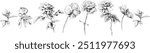 Hand drawn rose flowers and leaves isolated on white background. Wildflowers collection.