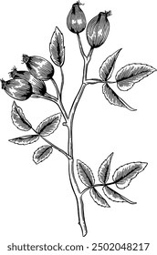 Hand drawn Rose hip Plant Sketch Illustration