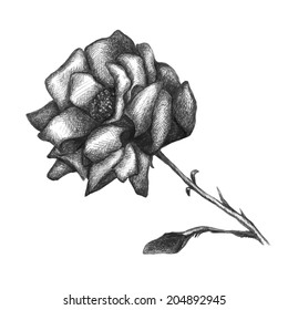 Hand drawn rose isolated on white. Vector illustration. Symbol of love.