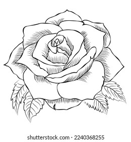 Hand drawn Rose line art drawing Images illustration collection