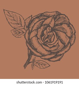 Hand drawn rose on an old paper