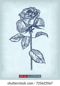 Hand drawn rose on old craft paper texture background. Template for your design works. Vector illustration.