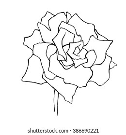 Hand drawn rose whiteboard by black marker  Vector illustration