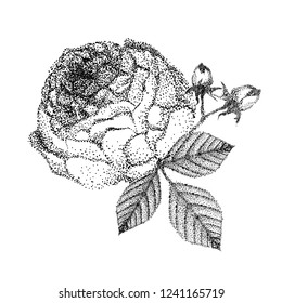 Hand drawn rose vector. Beautiful black and white bouquet rose and leaves. 