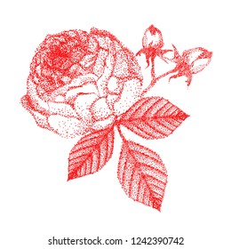 Hand drawn rose vector. Beautiful  bouquet rose and leaves. 