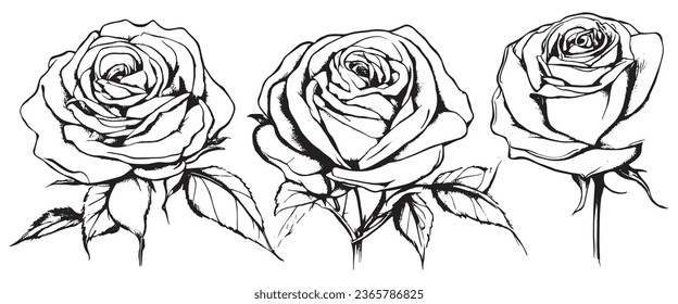 Hand drawn rose vector. Beautiful flower on a transparent background. The rose vector is highly detailed in line art style. Flower tattoo for paint isolated on white background