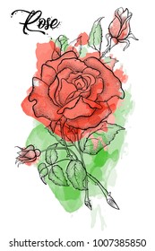 
 Hand drawn rose vector, etch style, roses and leaves at engraving style.