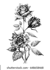 Hand drawn rose vector etch style