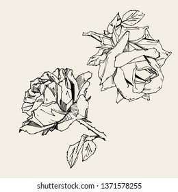 Hand drawn rose. Vector illustration. Vintage tattoo style rose. Flower motif sketch for design. Ink illustration isolated.