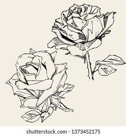 Hand drawn rose. Vector illustration. Vintage tattoo style rose. Flower motif sketch for design. Ink illustration isolated.