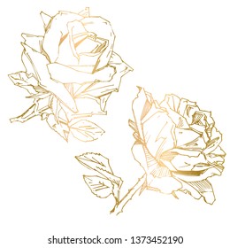 Hand drawn rose. Vector illustration. Vintage tattoo style rose. Flower motif sketch for design. Ink illustration isolated.