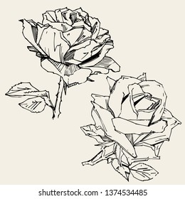 Hand drawn rose. Vector illustration. Vintage tattoo style rose. Flower motif sketch for design. Ink illustration isolated.