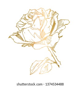 Hand drawn rose. Vector illustration. Vintage tattoo style rose. Flower motif sketch for design. Ink illustration isolated.