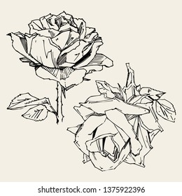 Hand drawn rose. Vector illustration. Vintage tattoo style rose. Flower motif sketch for design. Ink illustration isolated.