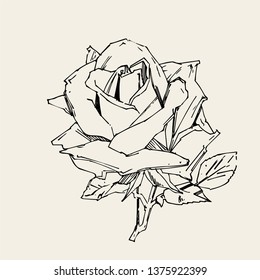 Hand drawn rose. Vector illustration. Vintage tattoo style rose. Flower motif sketch for design. Ink illustration isolated.