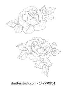 hand drawn rose vector illustration
