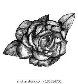 Hand drawn rose, vector illustration