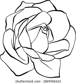 Ilustración del vector rosa dibujado a mano en blanco y negro, aislado en fondo blanco.