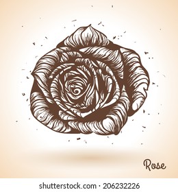 Hand drawn rose. Vector illustration. Flower design element in vintage style. 