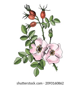 Hand drawn rosehip with berries and flowers