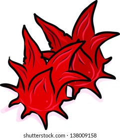 hand drawn Roselle flower