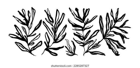 Hand drawn rosemary branches collection. Wild herbs isolated on white background. Vector botanical illustration in vintage style. Set of brush drawn rosemary branches. Abstract botanical elements.