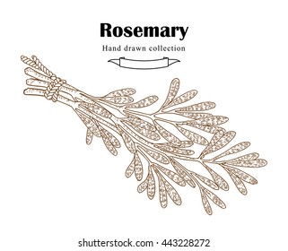 Hand drawn rosemary bunch in sketch style. Herbs and spices vector illustration