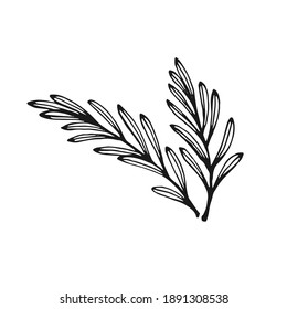 Hand drawn rosemary. Design elements isolated on white. Cooking icons. Vector illustration.