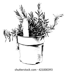 Hand drawn rosemary inside a pot 