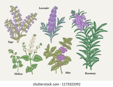 Hand drawn rosemary, pepper mint, melissa, sage, lavender and sage garden herbs with leaves and flowers. Medical plants collection. Hand drawn colored sketches. Vector illustration.