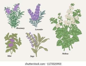 Hand drawn rosemary, pepper mint, melissa, sage, lavender and sage garden herbs with leaves and flowers. Medical plants collection. Hand drawn colored sketches. Vector illustration.