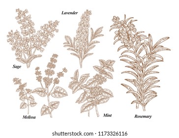 Hand drawn rosemary, pepper mint, melissa, sage, lavender and sage garden herbs with leaves and flowers. Medical plants collection. Hand drawn sketches engraved. Vector illustration.