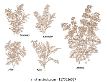 Hand drawn rosemary, pepper mint, melissa, sage, lavender and sage garden herbs with leaves and flowers. Medical plants collection. Hand drawn sketches engraved. Vector illustration.