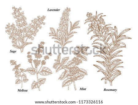 Hand drawn rosemary, pepper mint, melissa, sage, lavender and sage garden herbs with leaves and flowers. Medical plants collection. Hand drawn sketches engraved. Vector illustration.