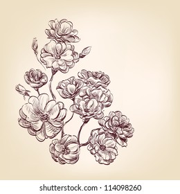 hand drawn roses