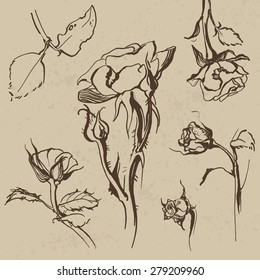 Hand drawn roses collection. Vector illustration