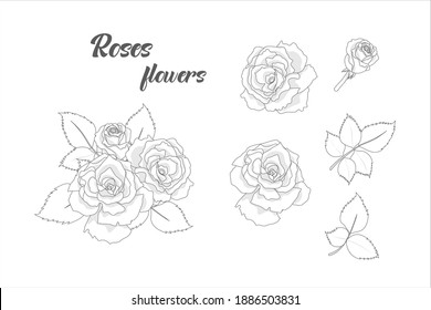 hand drawn roses flowers elements