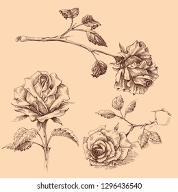 Hand drawn roses set, isolated