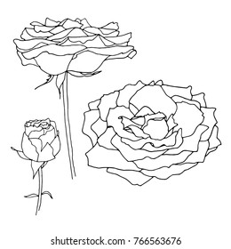 Hand drawn roses. Vector illustration. Detailed ink illustration. Monochrome vector set of roses. Flower outline. Black and white vector illustration isolated. Weddings, polygraphy, greating 