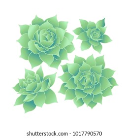 Hand drawn rosette succulent in realistic colors. Hand drawn vector illustration
